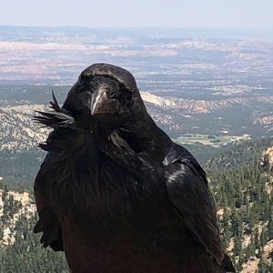 Meet your Posher, Tom